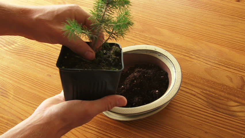 Bonsai Tree Growth From Seed Time Lapse - bonsai tree