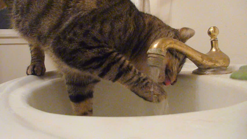 Cute Cats Playing With Faucet Stock Footage Video 100 Royalty
