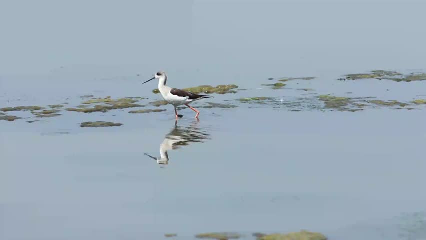 Header of shorebird