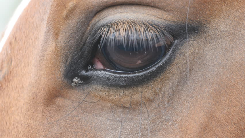 Close Up View Of The Eye Of A Beautiful Brown Horse Equine Eye