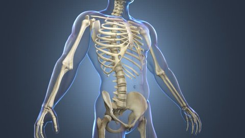 animated skeletal system