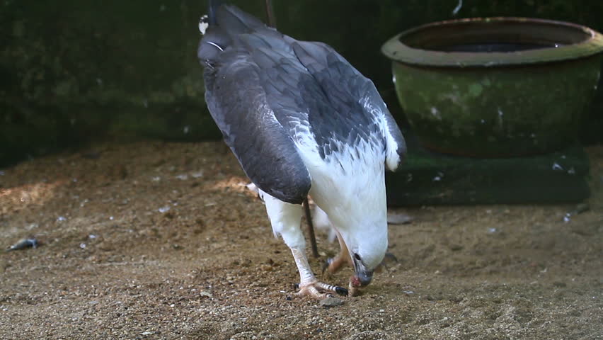 Header of haliaetus