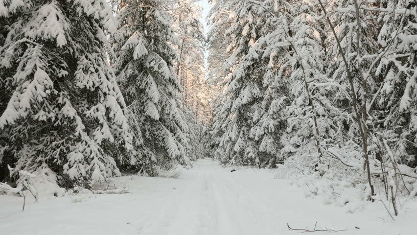 Header of snowy