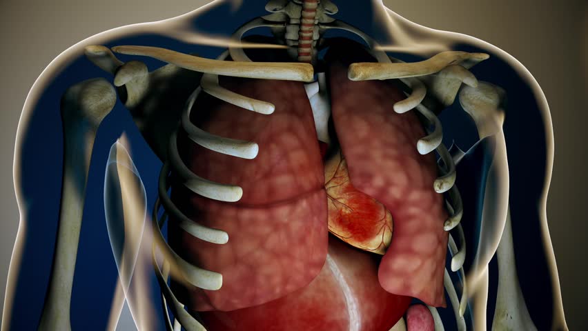 Internal Organs Get Sick In A Transparent Human Body Anatomical 3D