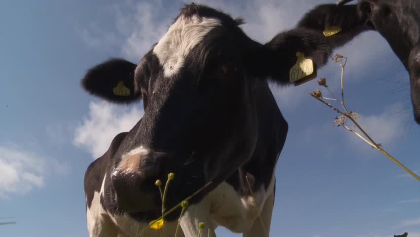 Header of cow