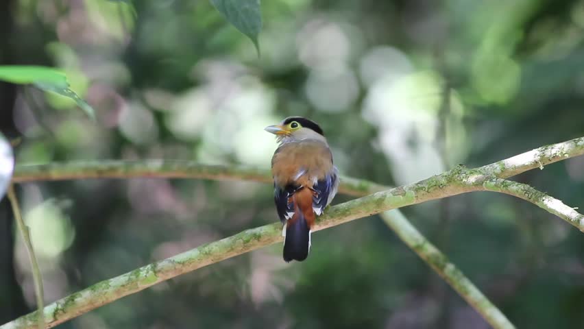 Silver Eye Bird image - Free stock photo - Public Domain photo - CC0 Images