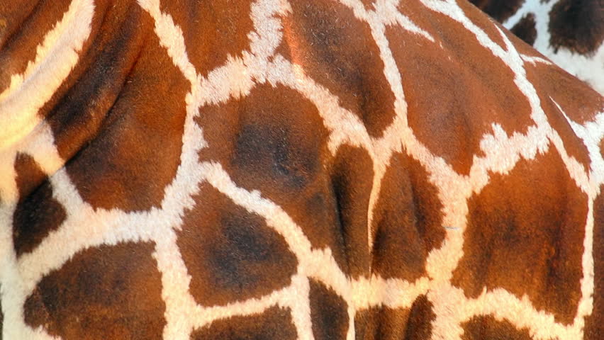 Close-up Shot Of Giraffe Skin (Giraffa Camelopardalis) In An African ...