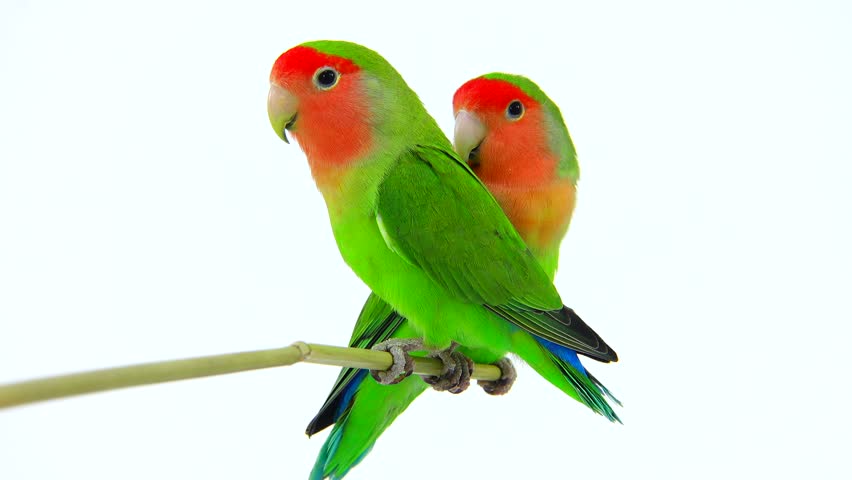 Fischeri Lovebird Parrot On A White Screen Stock Footage Video 25092974 ...