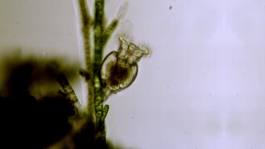 Header of rotifer