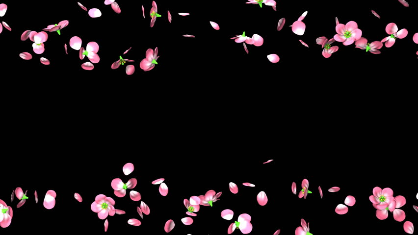 Cherry Blossoms On Black Background. Loop Able 3DCG Render Animation. Stock Footage Video