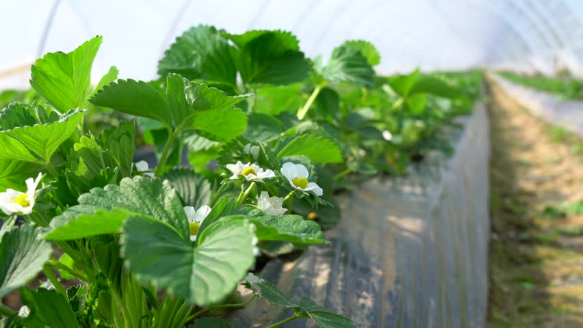 Header of bloomy