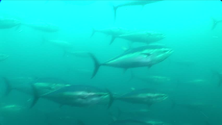 Feeding Frenzy 2 Free Download Feeding Frenzy 2 Free Download