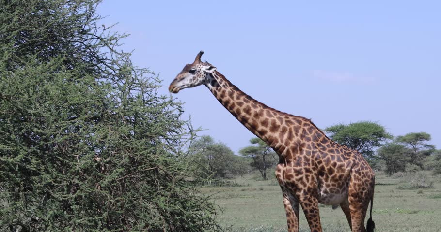 Giraffes Tussle And Fight In A Display Of Mating Behavior. Stock ...