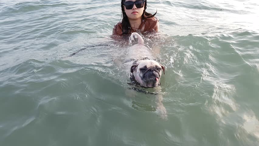 Stock Video Clip of Woman train pug dog to swims in | Shutterstock