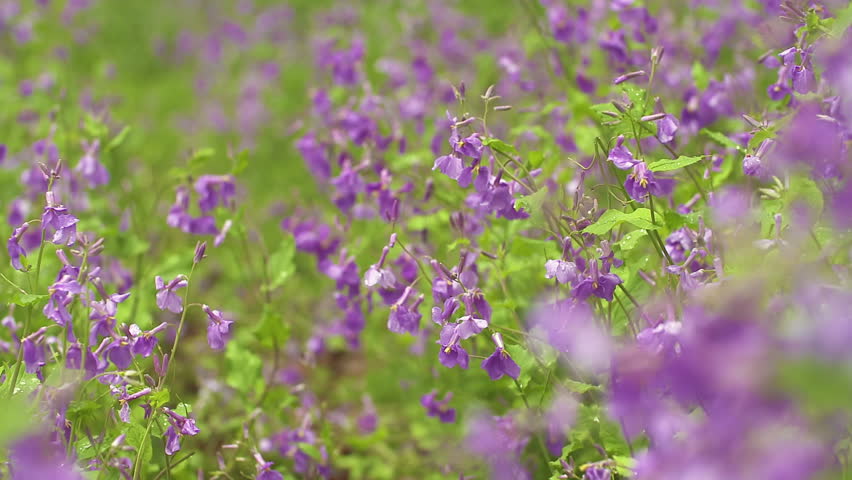 Header of cress