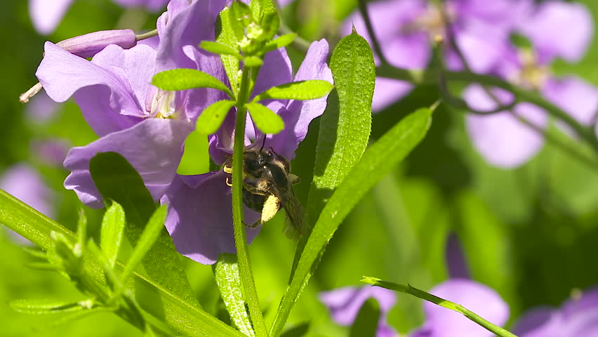 Header of Andrenidae