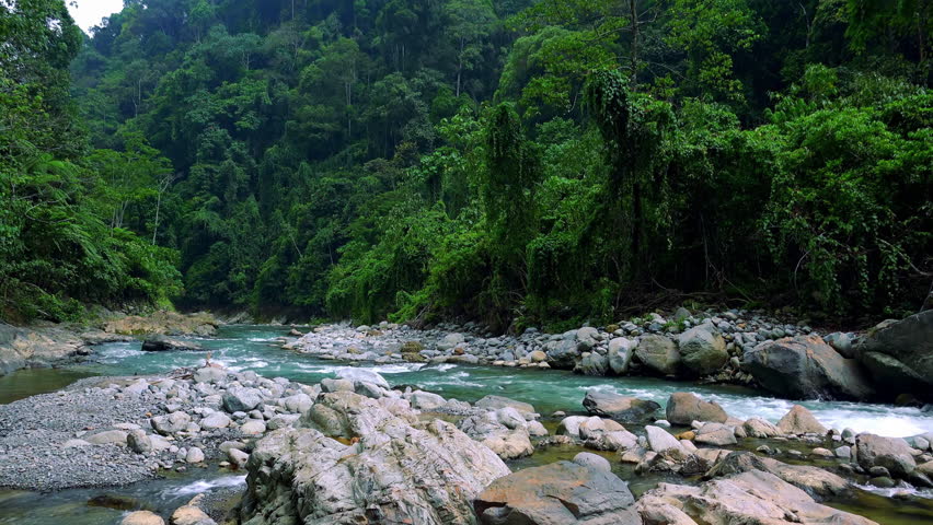 Mysterious Mountainous Jungle With Trees Leaning Over Fast Stream With ...