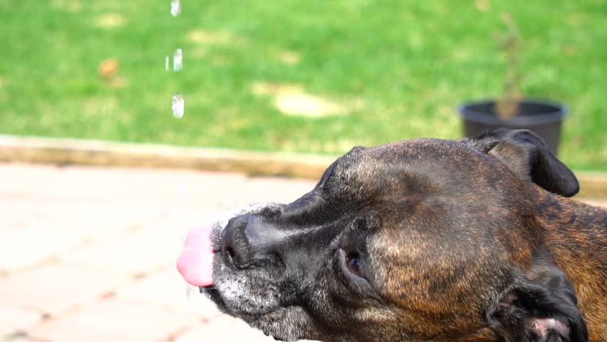 Dog Drank Soapy Water / Why is My Dog Drinking So Much Water? - Lovin