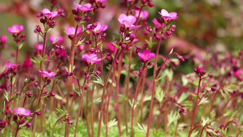 Header of rockery