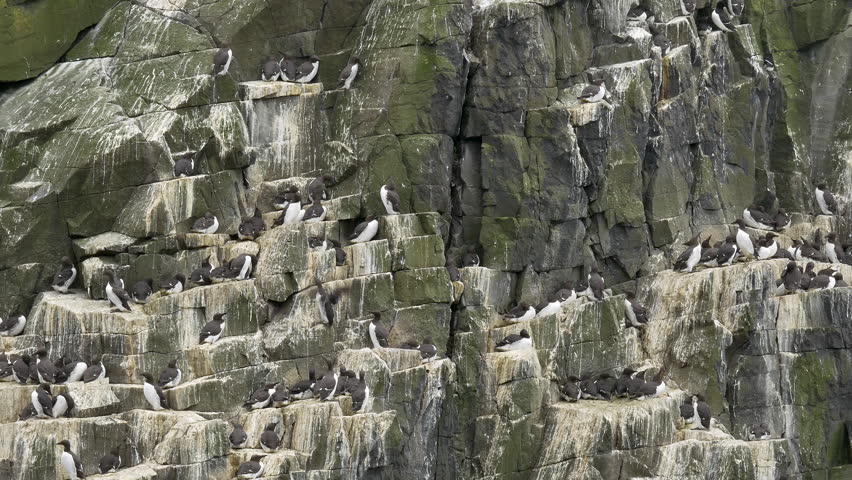 Header of guillemot