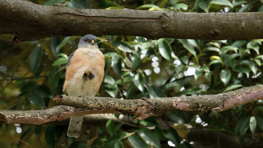 Header of Accipiter gularis