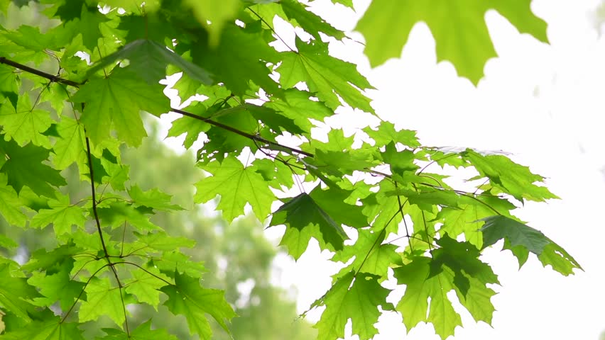 Summer Or Spring Branch With Fresh Leaves. Close Up Of Spring Or Summer