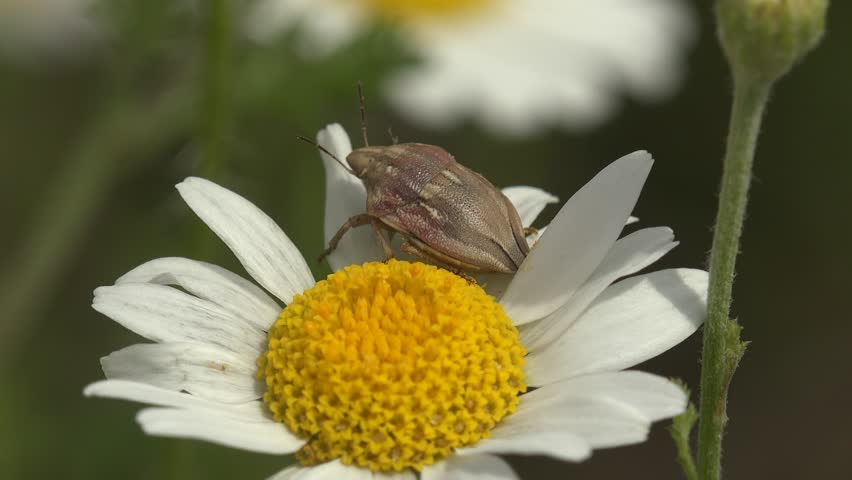 Header of Aelia acuminata