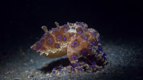 blue ringed octopus eating a crab