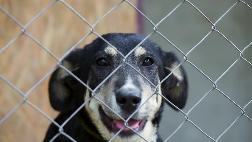 Sad Dog In His Cage At Animal Shelter Waiting To Be Adopted. Lonely ...