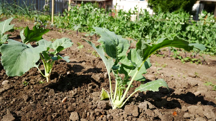 Header of kohlrabi