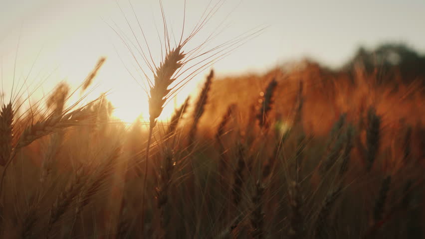 Header of Sway