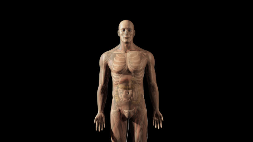 3D animation of transparent human male standing in anatomical position starting from anterior panning up to lateral view of head with faded organs, skeleton, skin