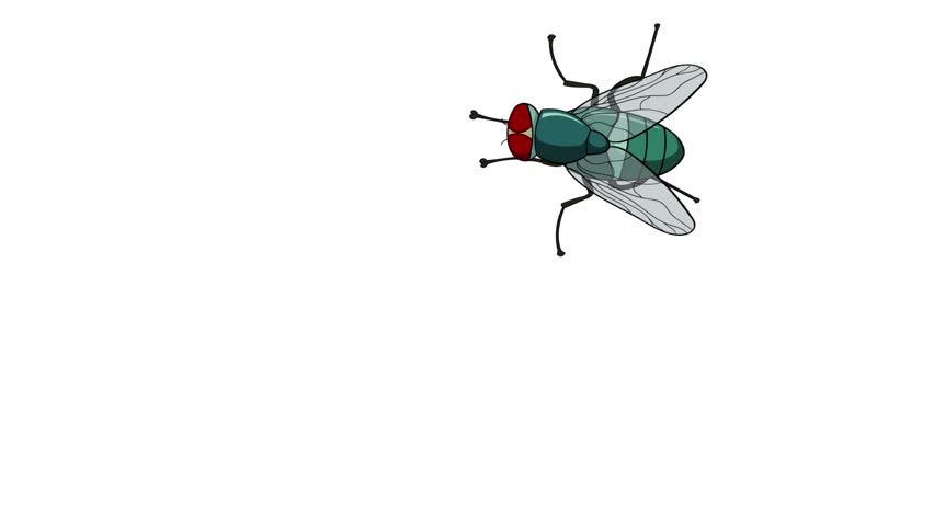 Mosquito Animation  Stock Footage Video 7072117 Shutterstock