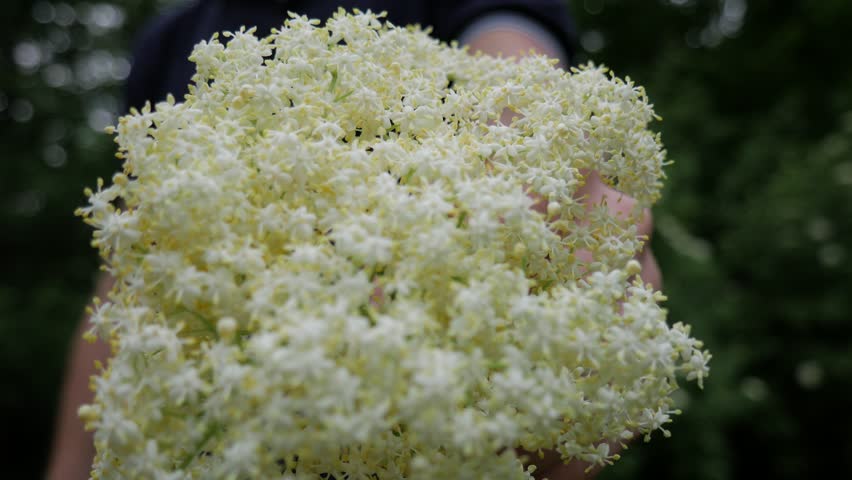 Header of elderberry
