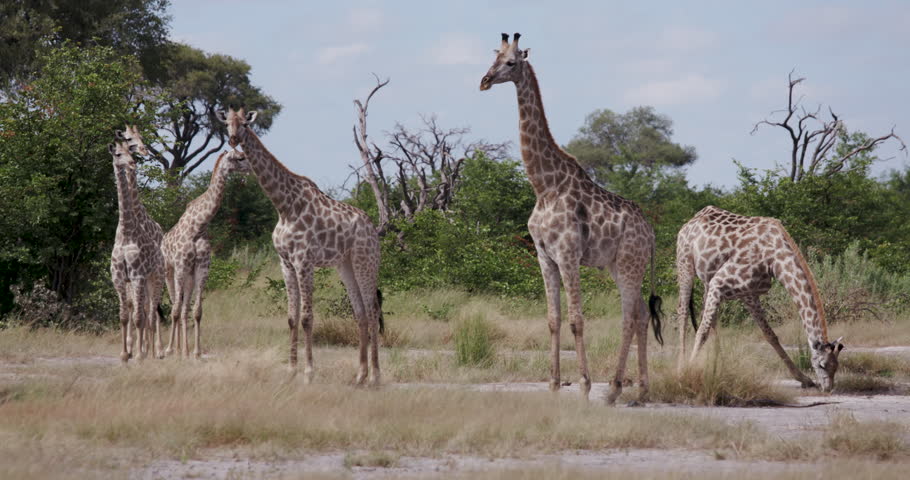 Giraffes Walk Through Golden Grasslands In Africa. Stock Footage Video ...