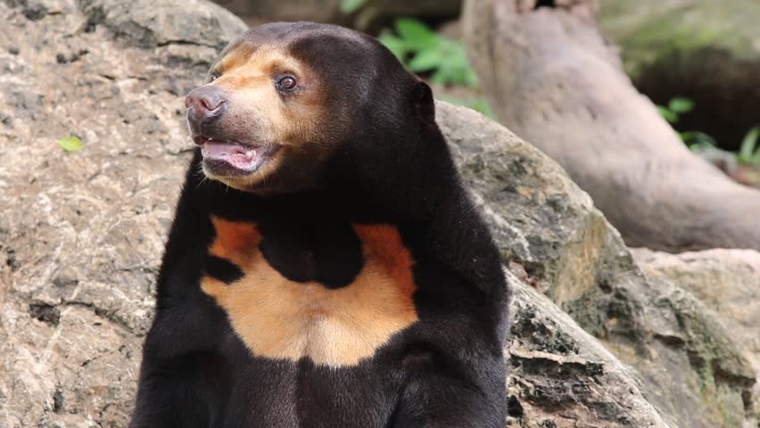 Malayan Sun Bear image - Free stock photo - Public Domain photo - CC0 ...