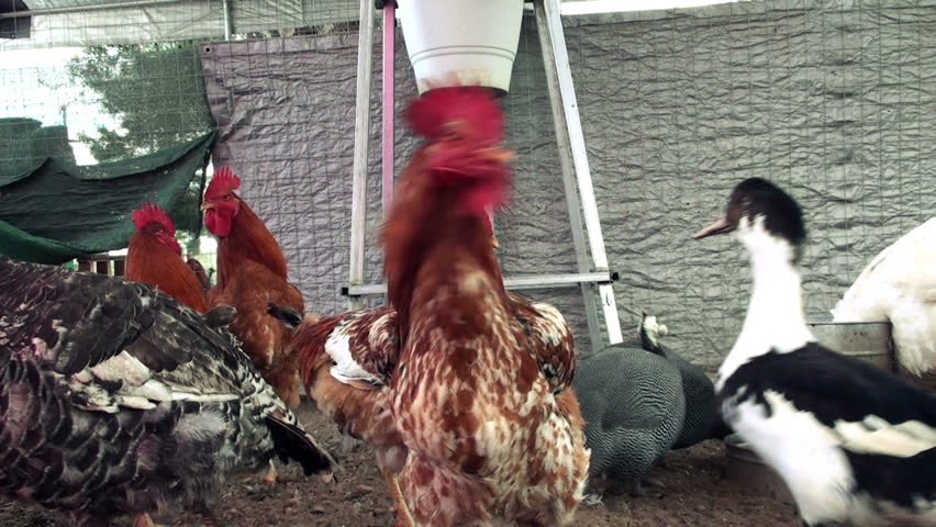 Header of hennery