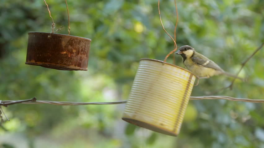 The Bird Pecks Seeds From Stock Footage Video 100 Royalty Free