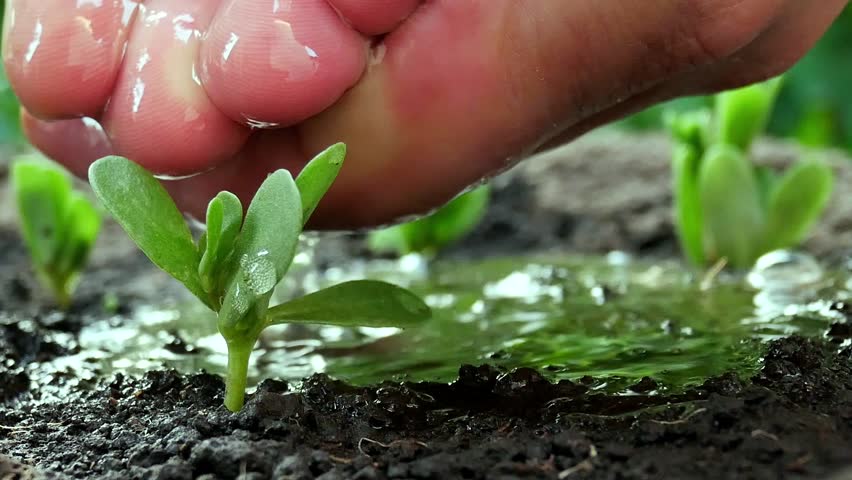 planting tree watering seedlings planting tree watering seedlings