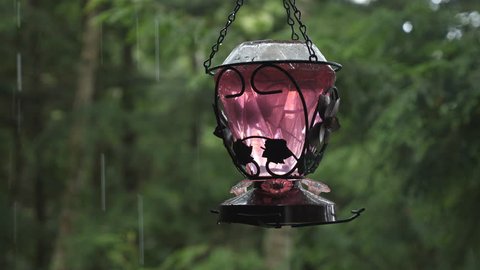 Purple Hummingbird Feeder In Rain Stock Footage Video 100