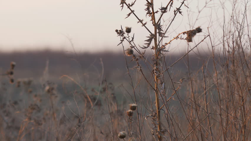 Header of thorn
