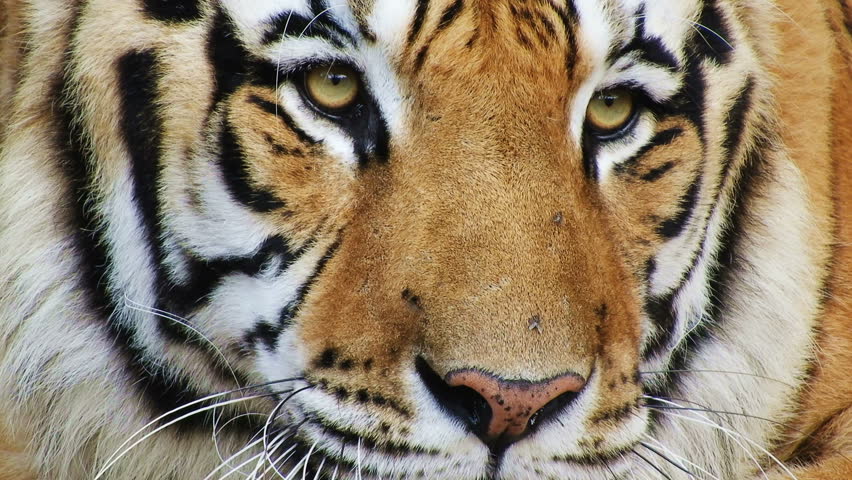 Close Up Asian Tiger Relaxing Voted Worlds Favorite Animal Endangered ...