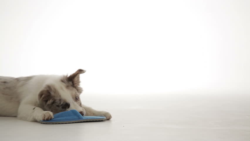 Header of slipper