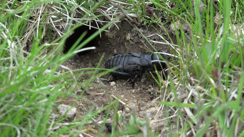 Zoom In, Closeup And Detail Of Cricket Insect Outdoor In Green Grass ...