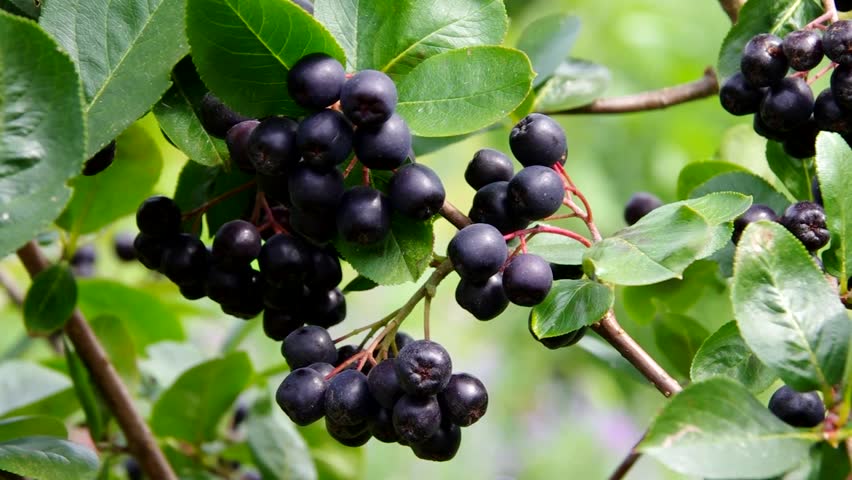 Header of chokeberry