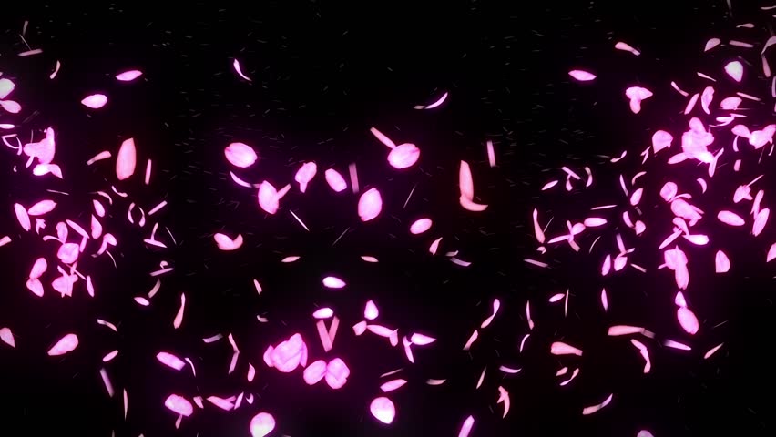 Cherry Blossom Petals Falling On Black Background Loop Glitter