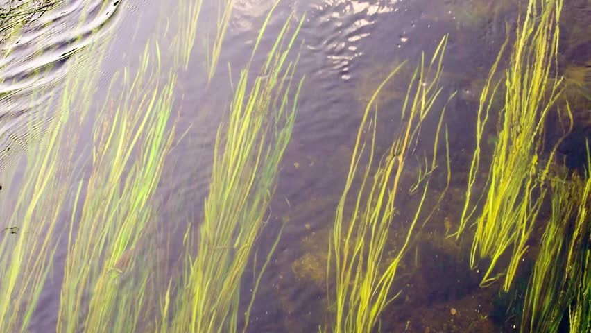 Species Stream Species Stream