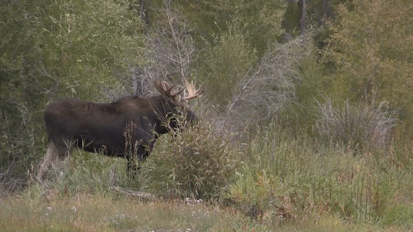 Stock video of bull moose during the fall rut | 32077750 | Shutterstock