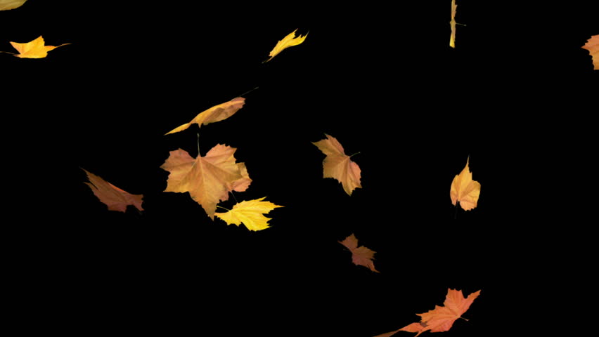 Blowing Leaves - Looped And Masked 3d Animation Stock Footage Video ...