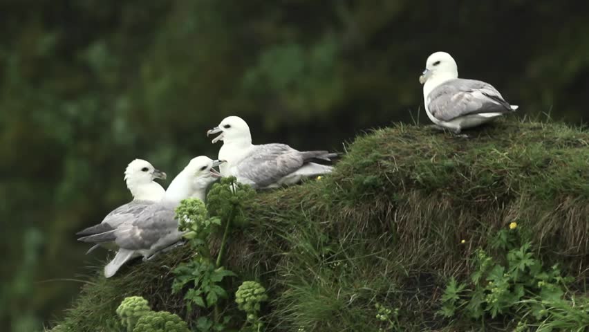 Header of fulmar